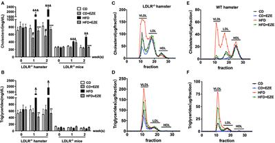 Dietary-Induced Elevations of Triglyceride-Rich Lipoproteins Promote Atherosclerosis in the Low-Density Lipoprotein Receptor Knockout Syrian Golden Hamster